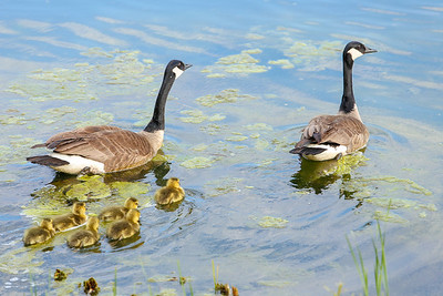 ducks on the pond