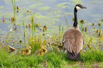 several Ducks by a pond
